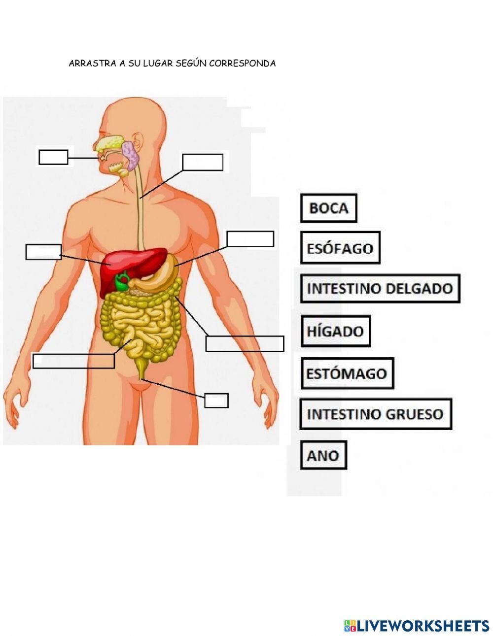 El sistema digestivo y sus partes