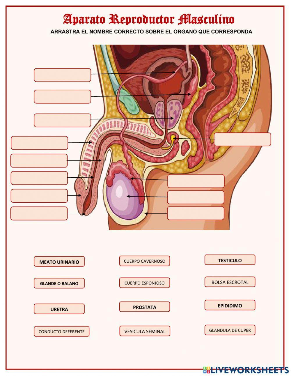 Aparato Reproductor Masculino