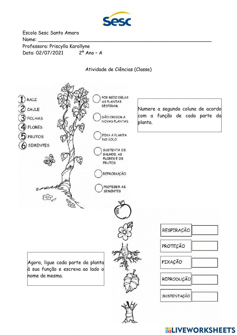 Atividade de Ciências (01-07-2021) - REVISÃO SOBRE PARTES DAS PLANTAS