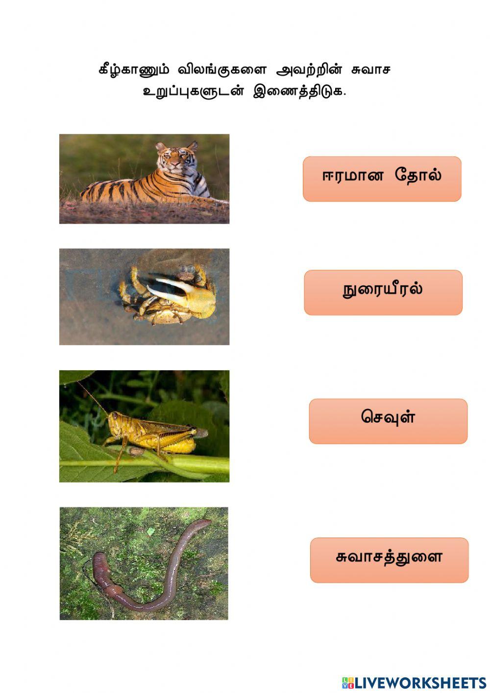 சுவாச உறுப்பு