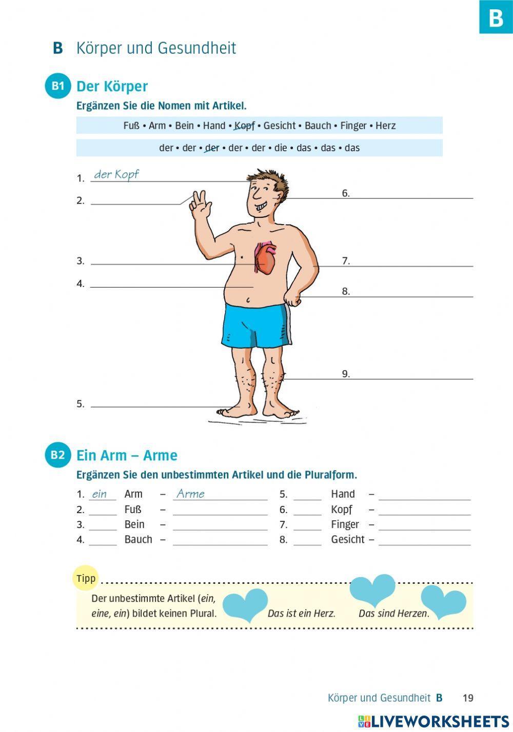 Die Körperteile, Artikel, Plural