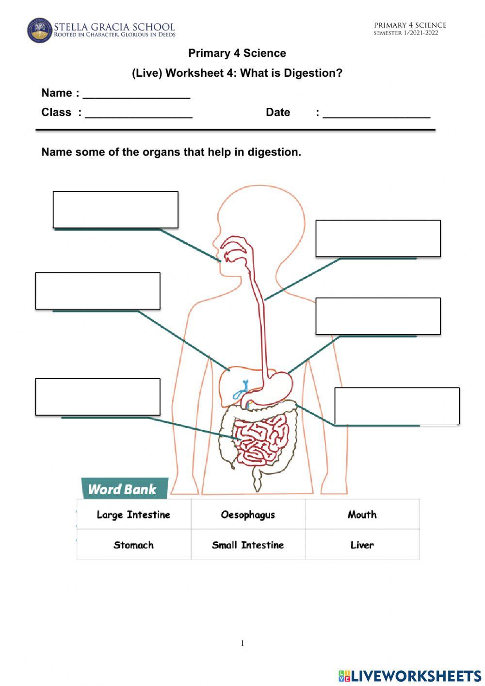 Human digestion