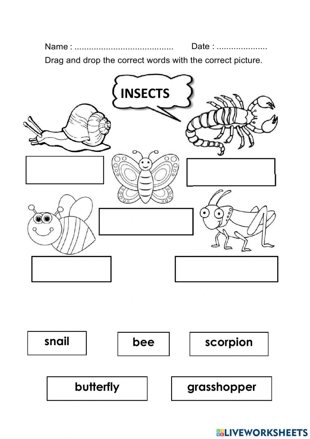 The name of insects