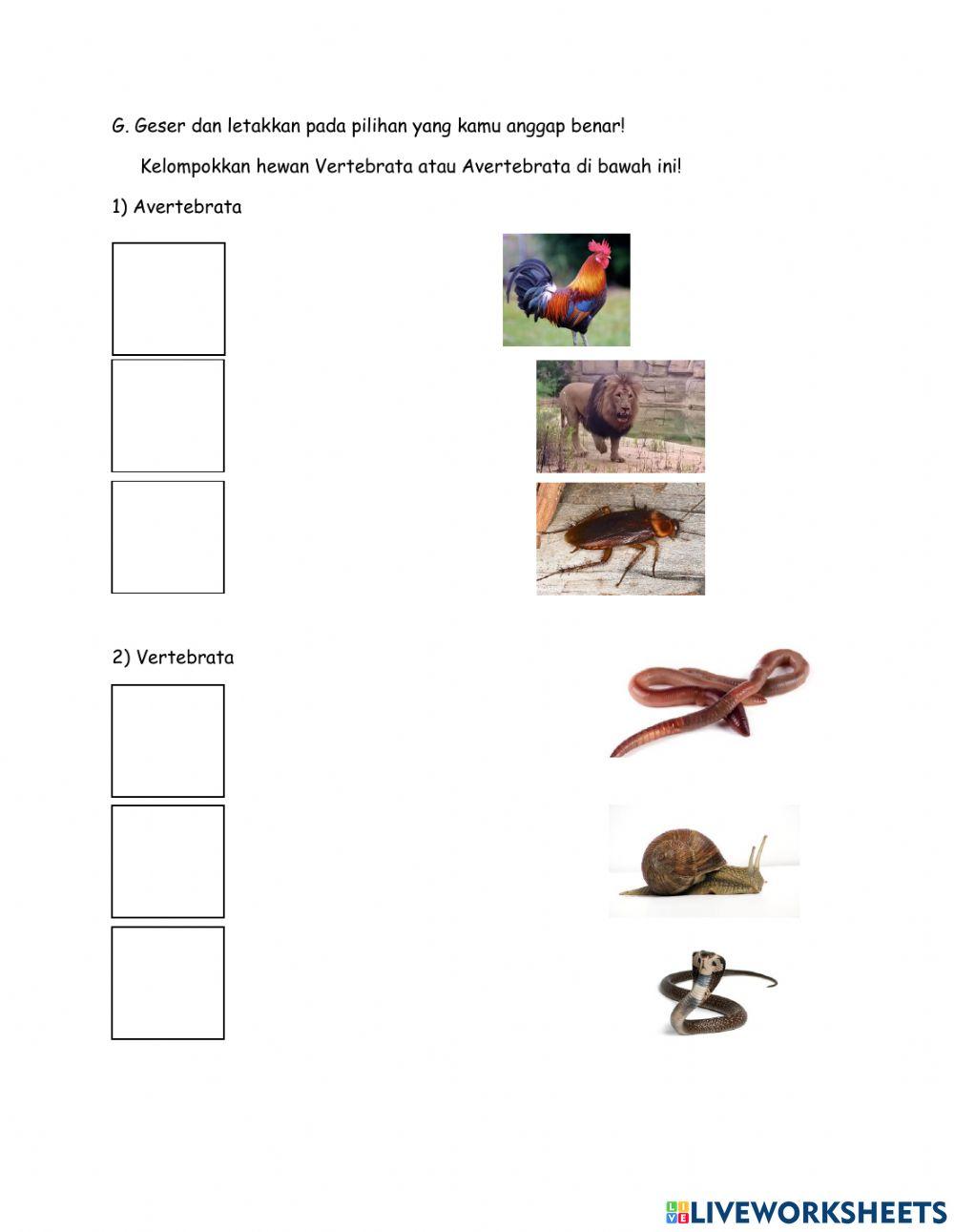 Latihan soal organ gerak hewan
