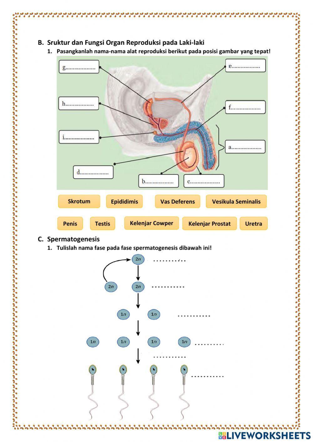 LKPD Sistem Reproduksi Manusia