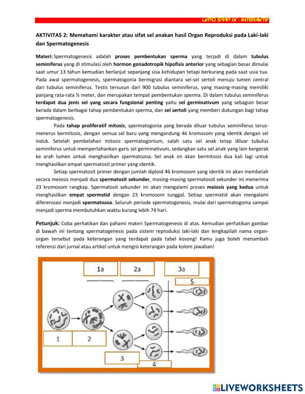 Lkpd spermatogenesis