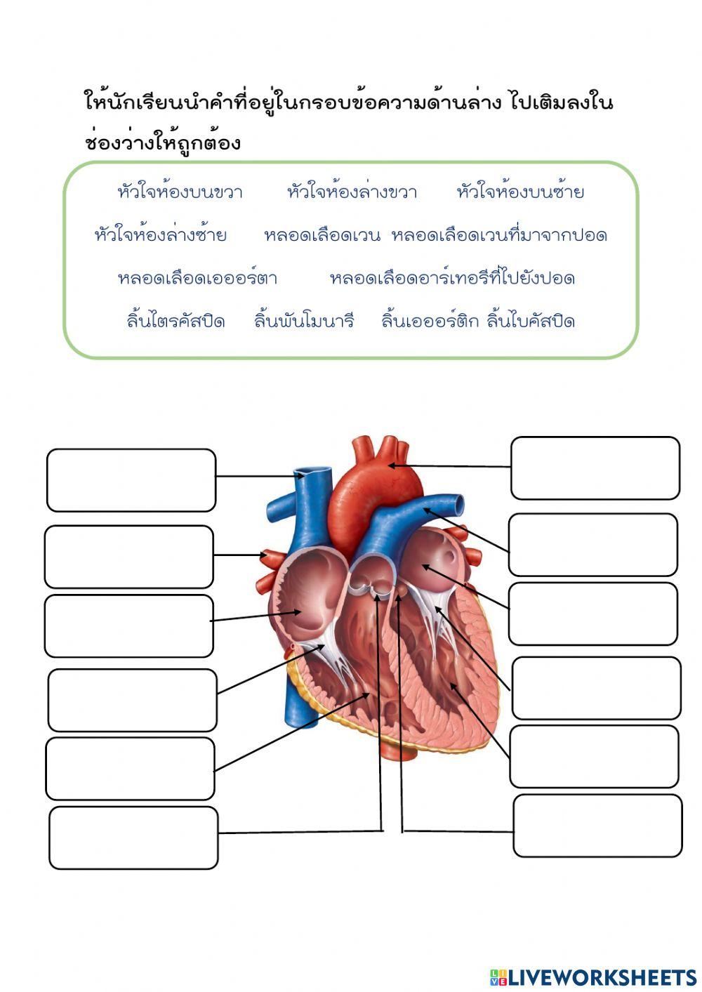 ระบบหมุนเวียนเลือด