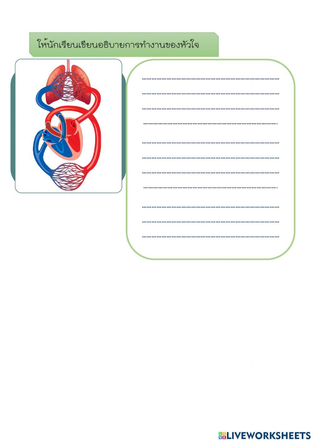 ระบบหมุนเวียนเลือด