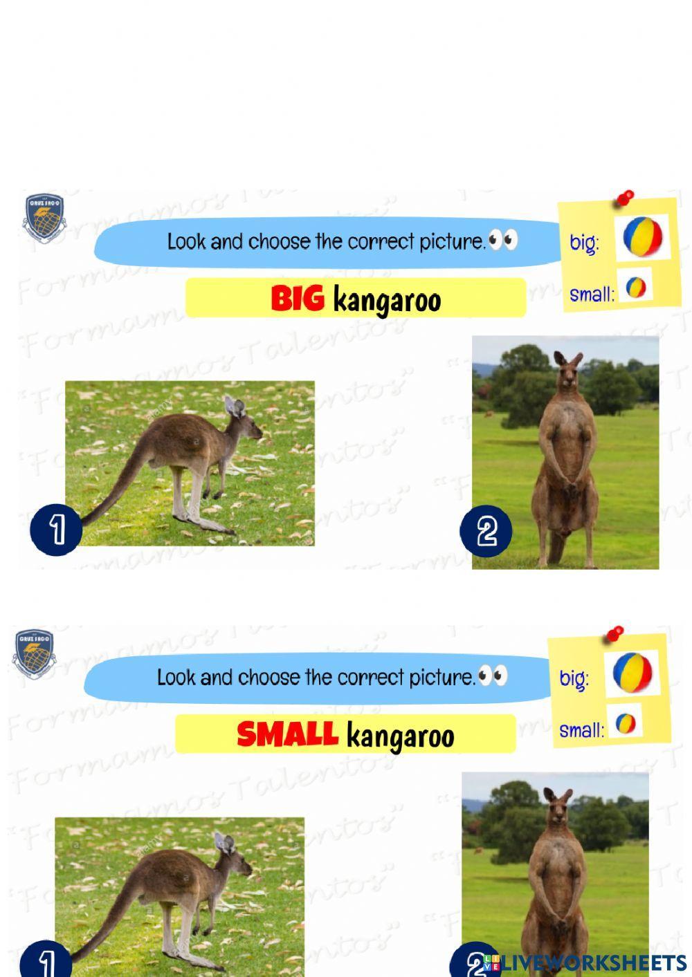 Body parts- kangaroo