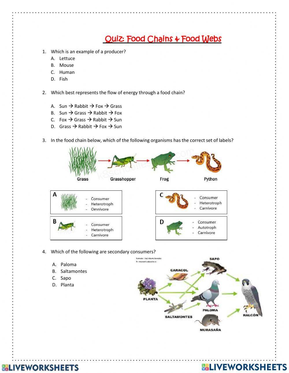 Quiz food chains and food webs
