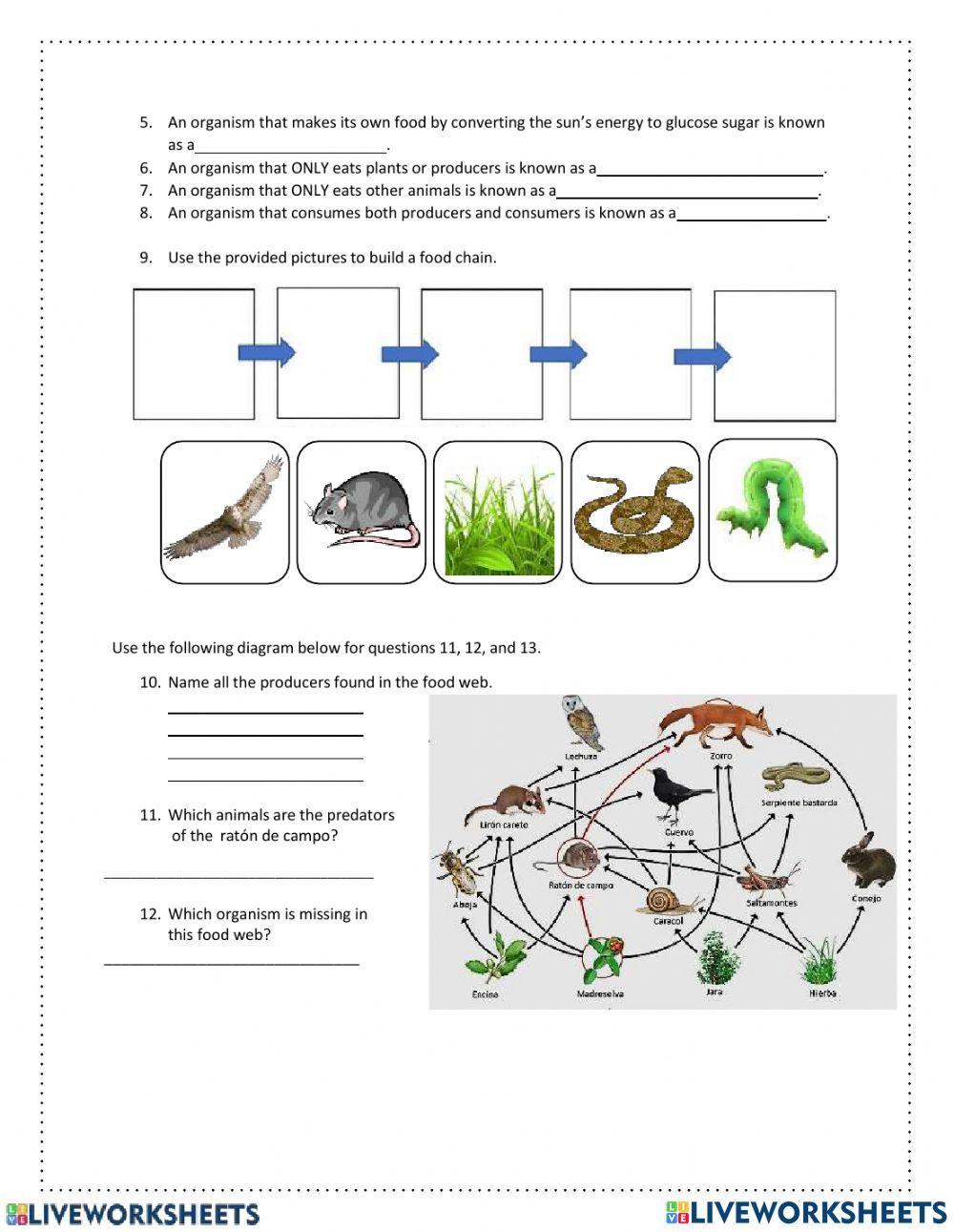 Quiz food chains and food webs Biology Diagrams