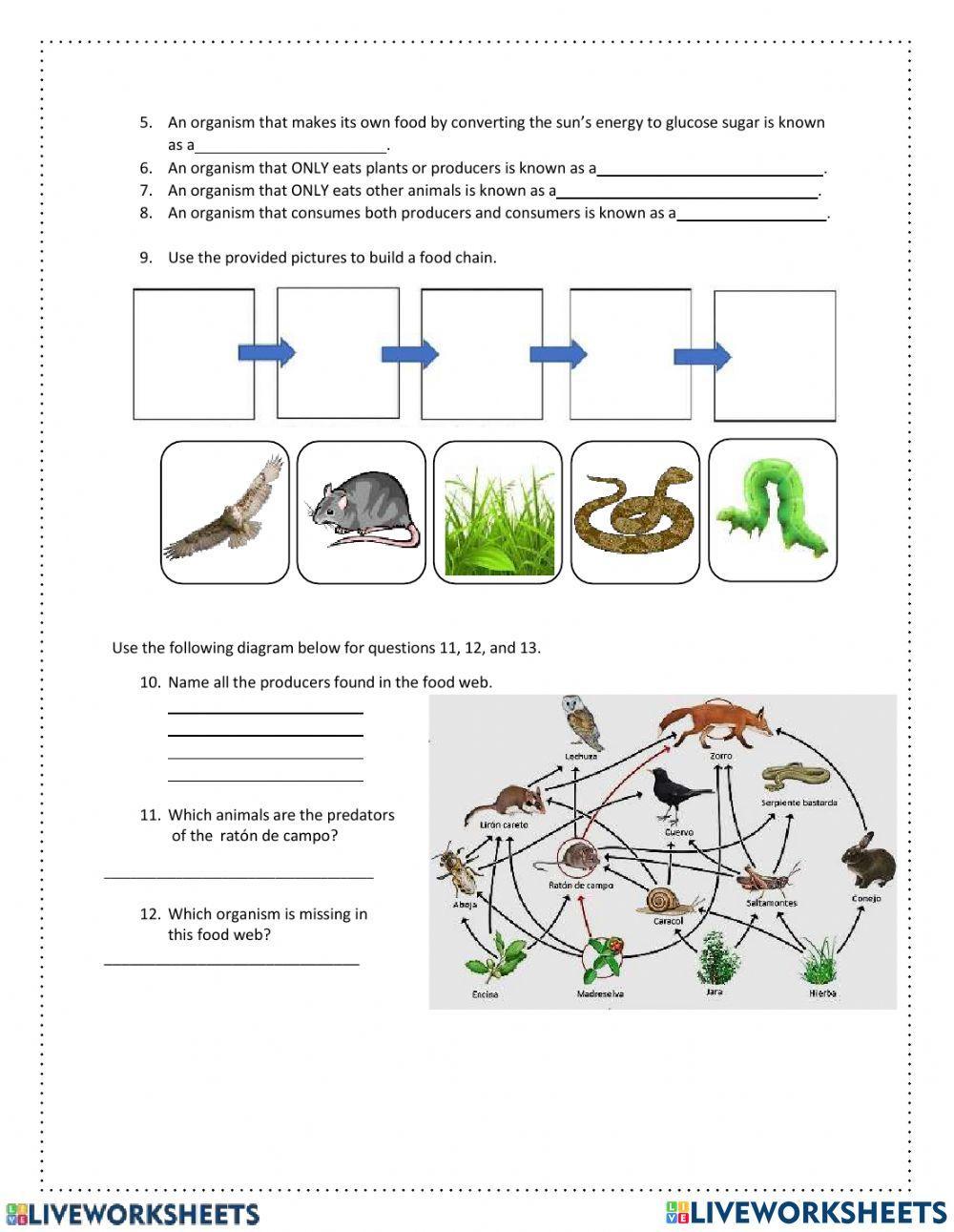 Quiz food chains and food webs