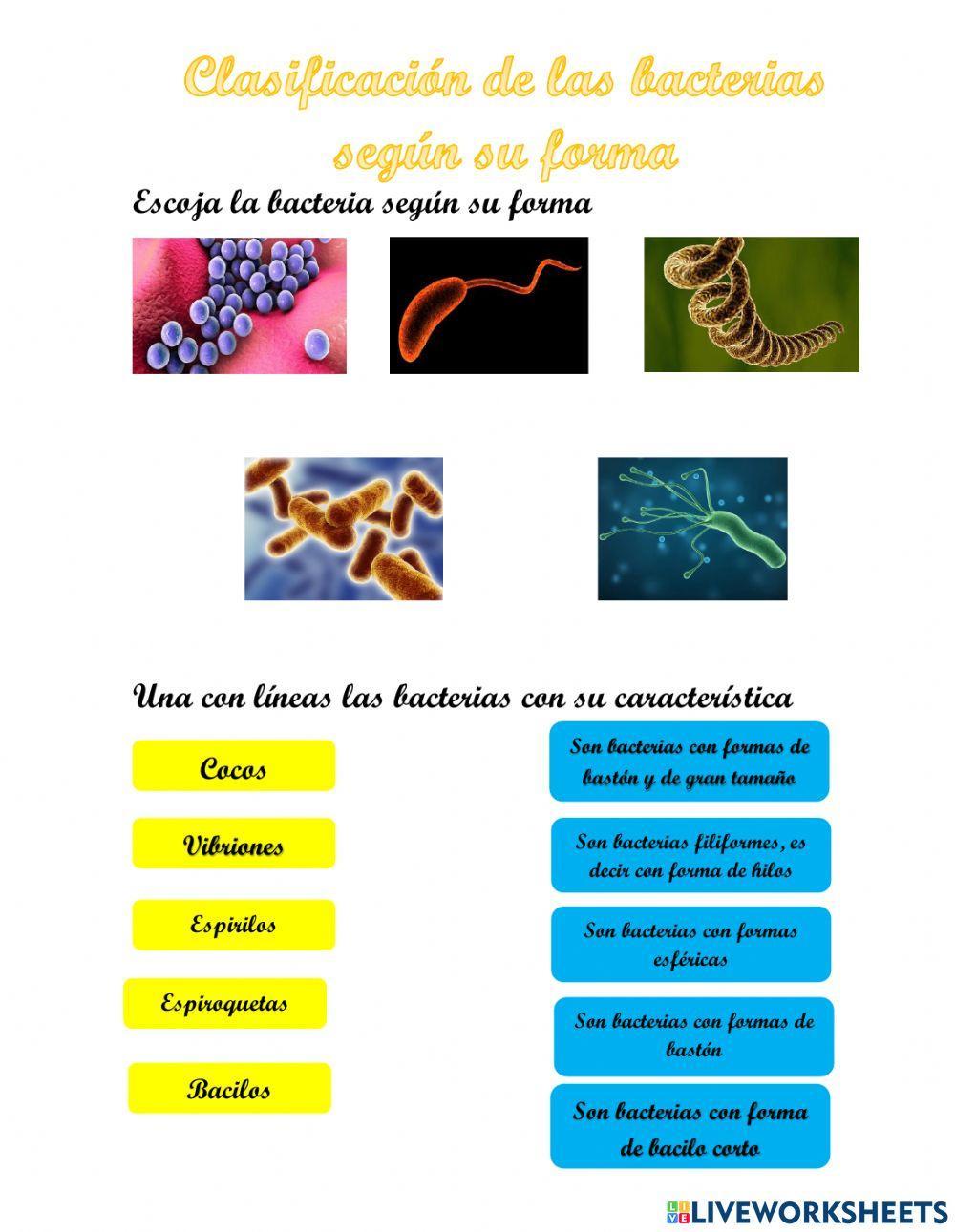 Clasificación de las bacterias según su forma