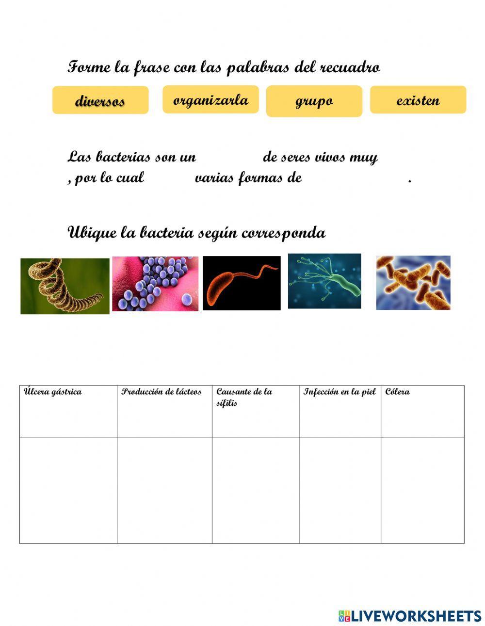 Clasificación de las bacterias según su forma