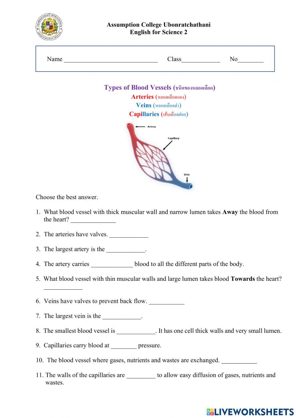 Types of Blood Vessels