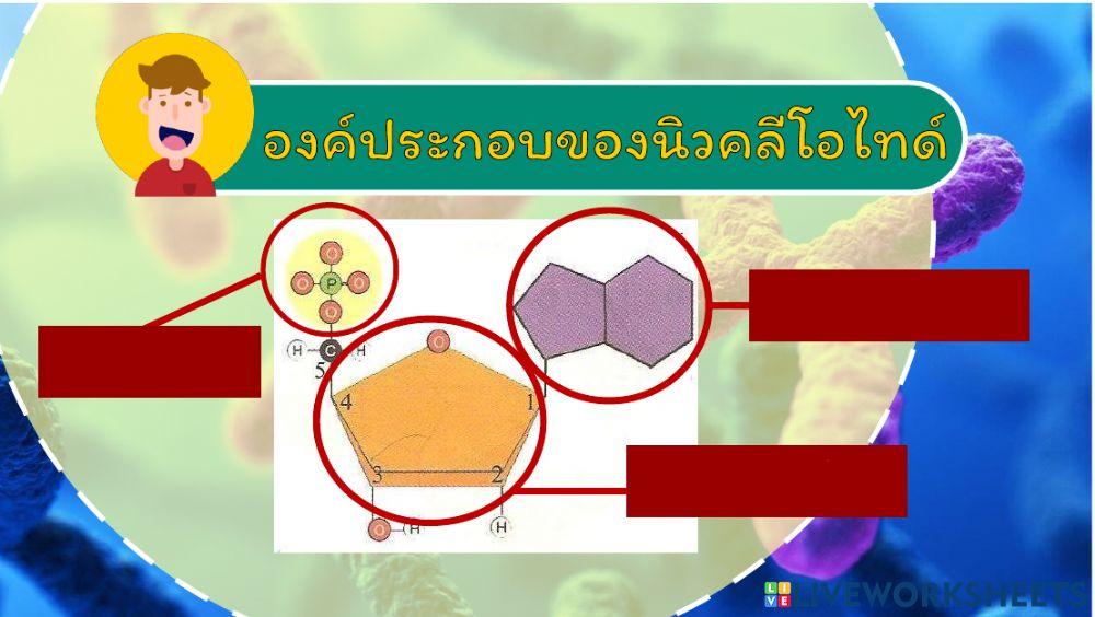 สือบค้น ดีเอ็นเอ พอลินิวคลีโอไทด ฯลฯ