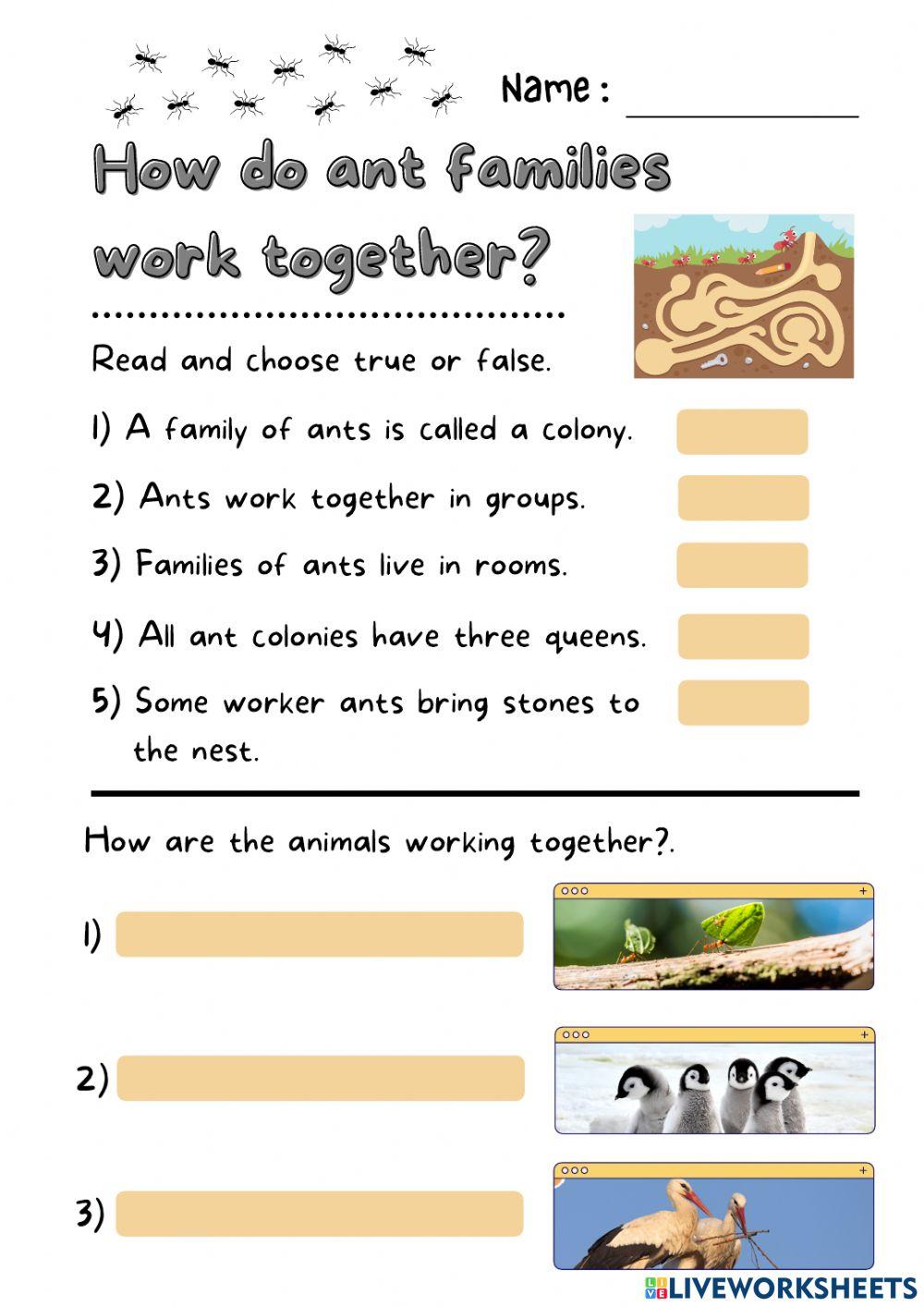 How do ant families work together? interactive worksheet Live Worksheets