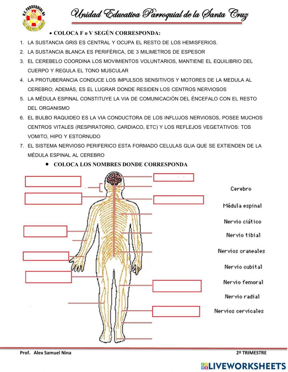 Sistema nervioso central