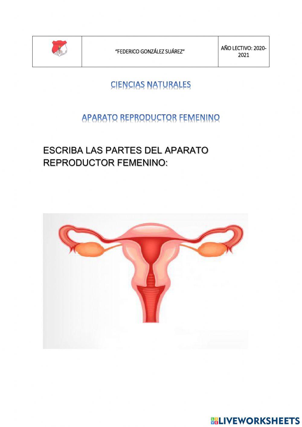 Aparato reproductor femenino