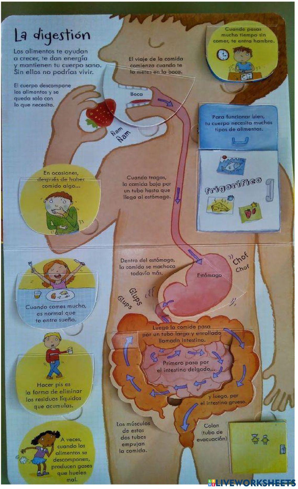 El sistema digestivo
