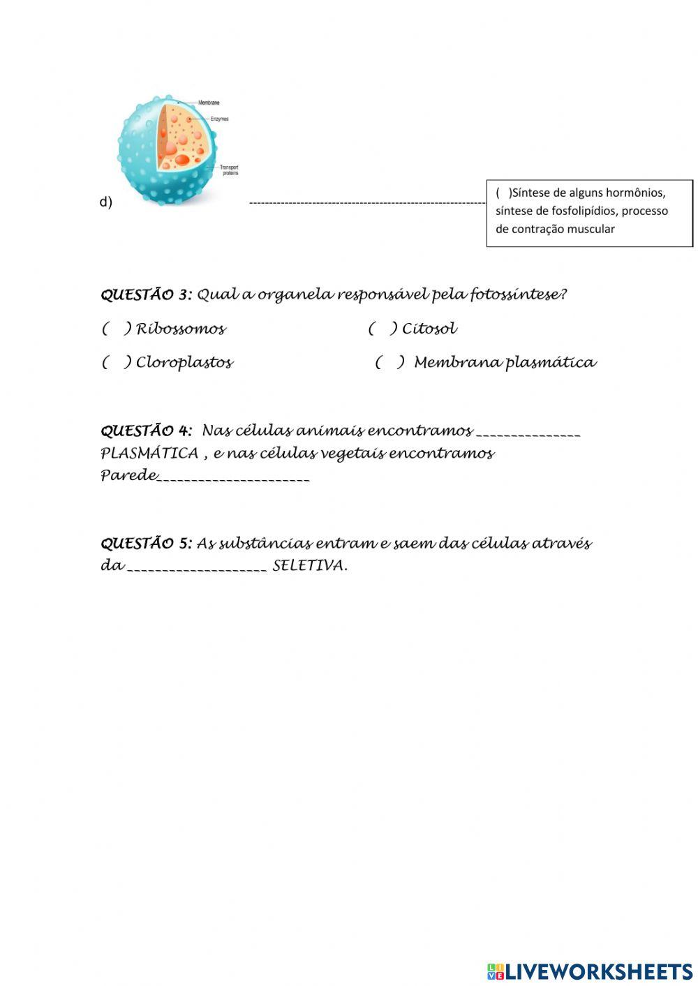 Atividade sobre Organelas Citoplasmáticas