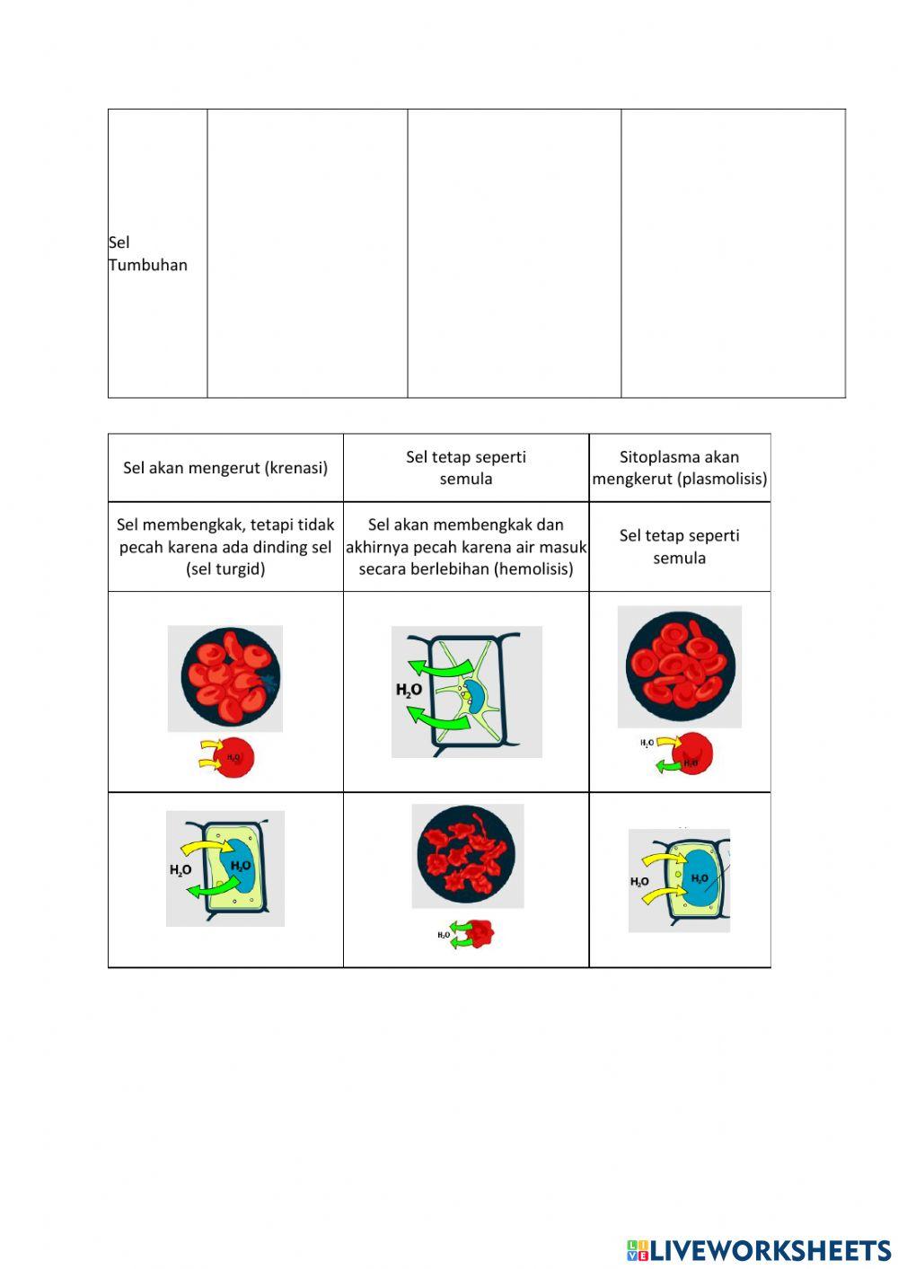 LKPD transpor membran sel