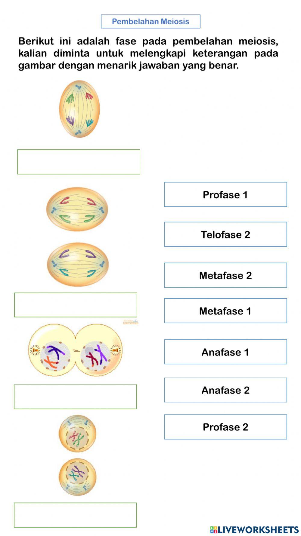 Sistem Reproduksi pada Manusia: Pembelahan Sel