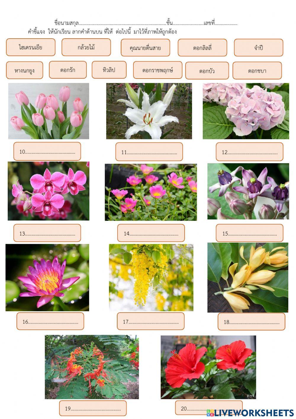 งานเกษตร ไม้ดอก