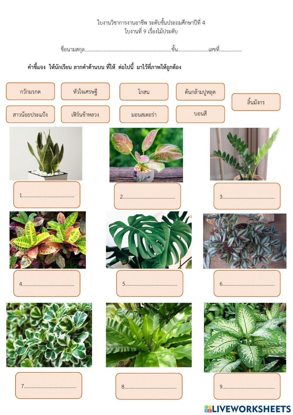 การงานป.4