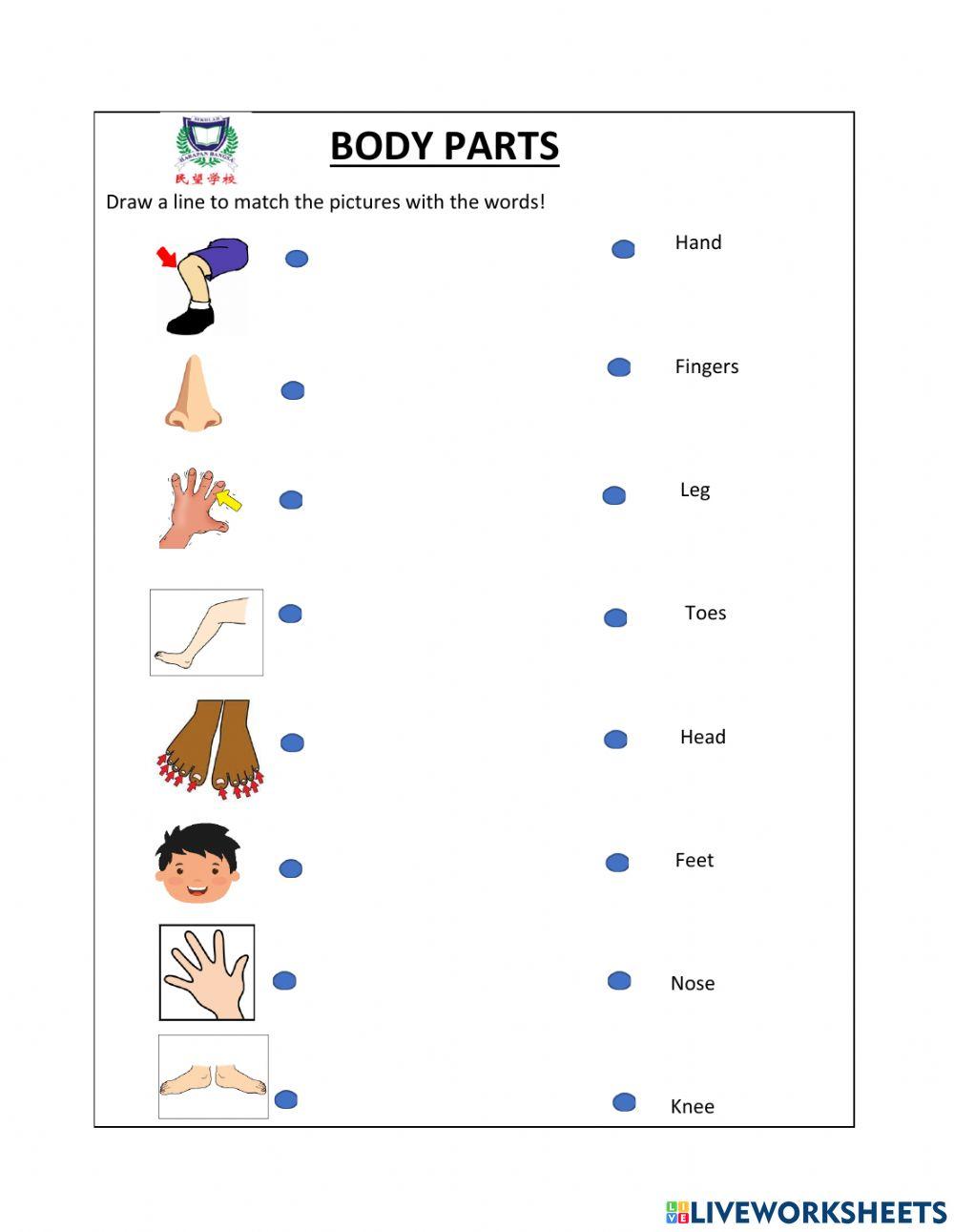 Our Body Parts