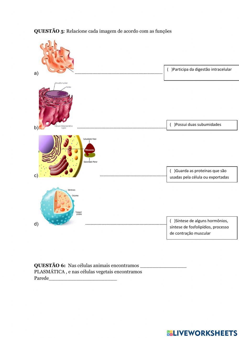 Atividade sobre Organelas Citoplasmáticas
