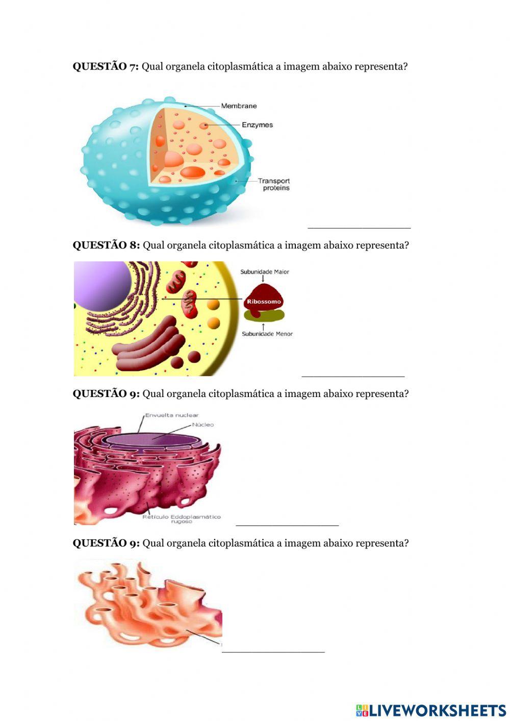 Atividade sobre Organelas Citoplasmáticas