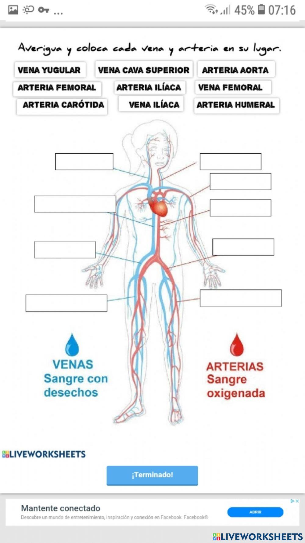 Sistema circulatorio