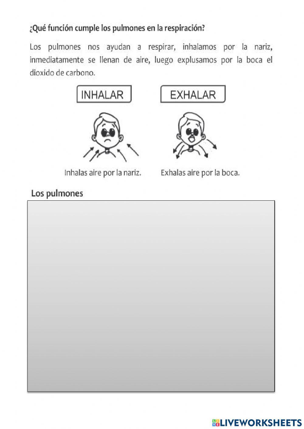 Sistema Respiratorio