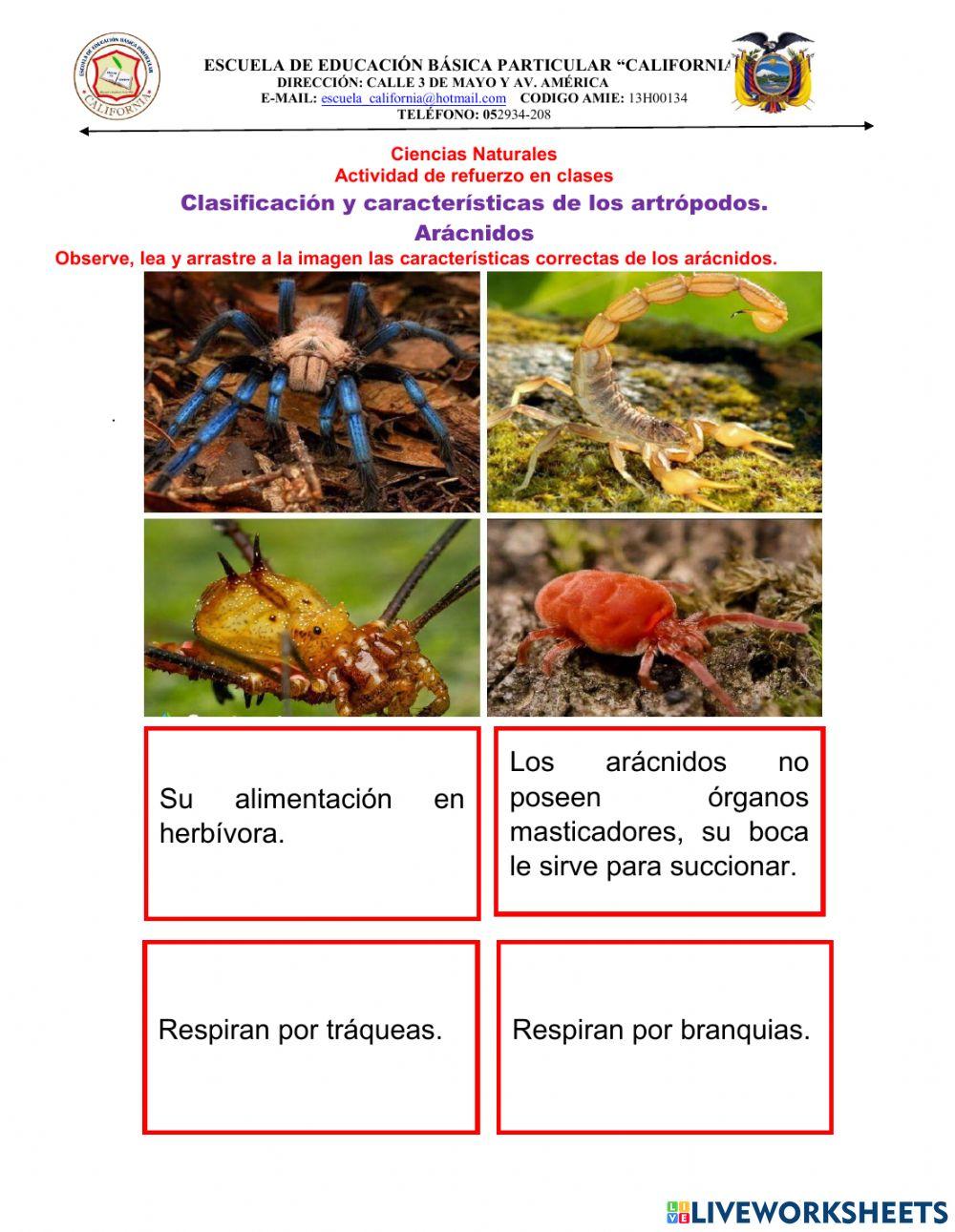 Clasificación y características de los artrópodos: Arácnidos