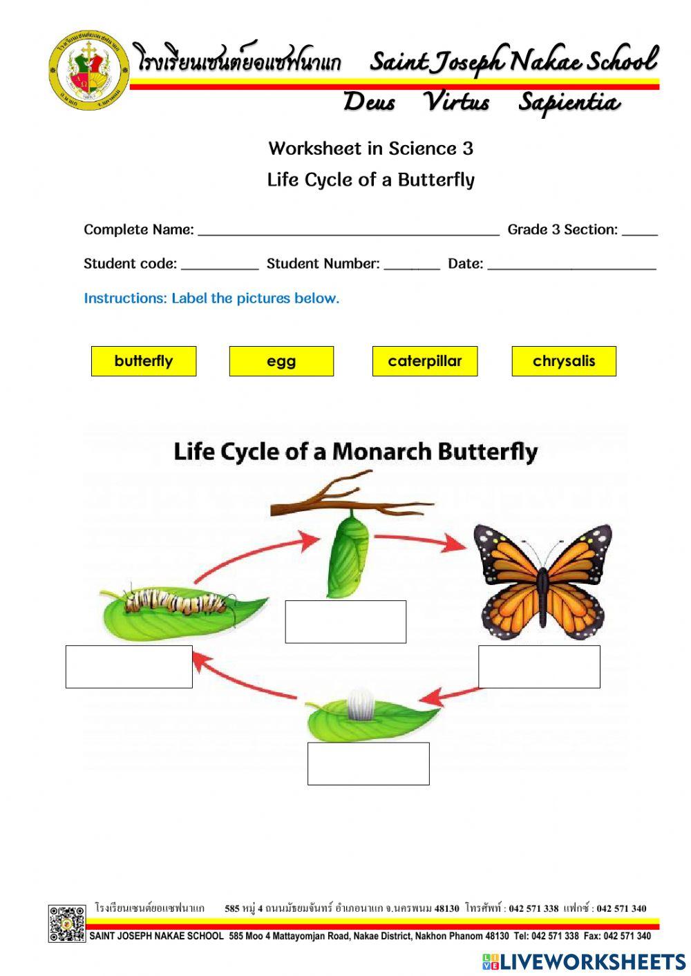 Life Cycle of a Butterfly