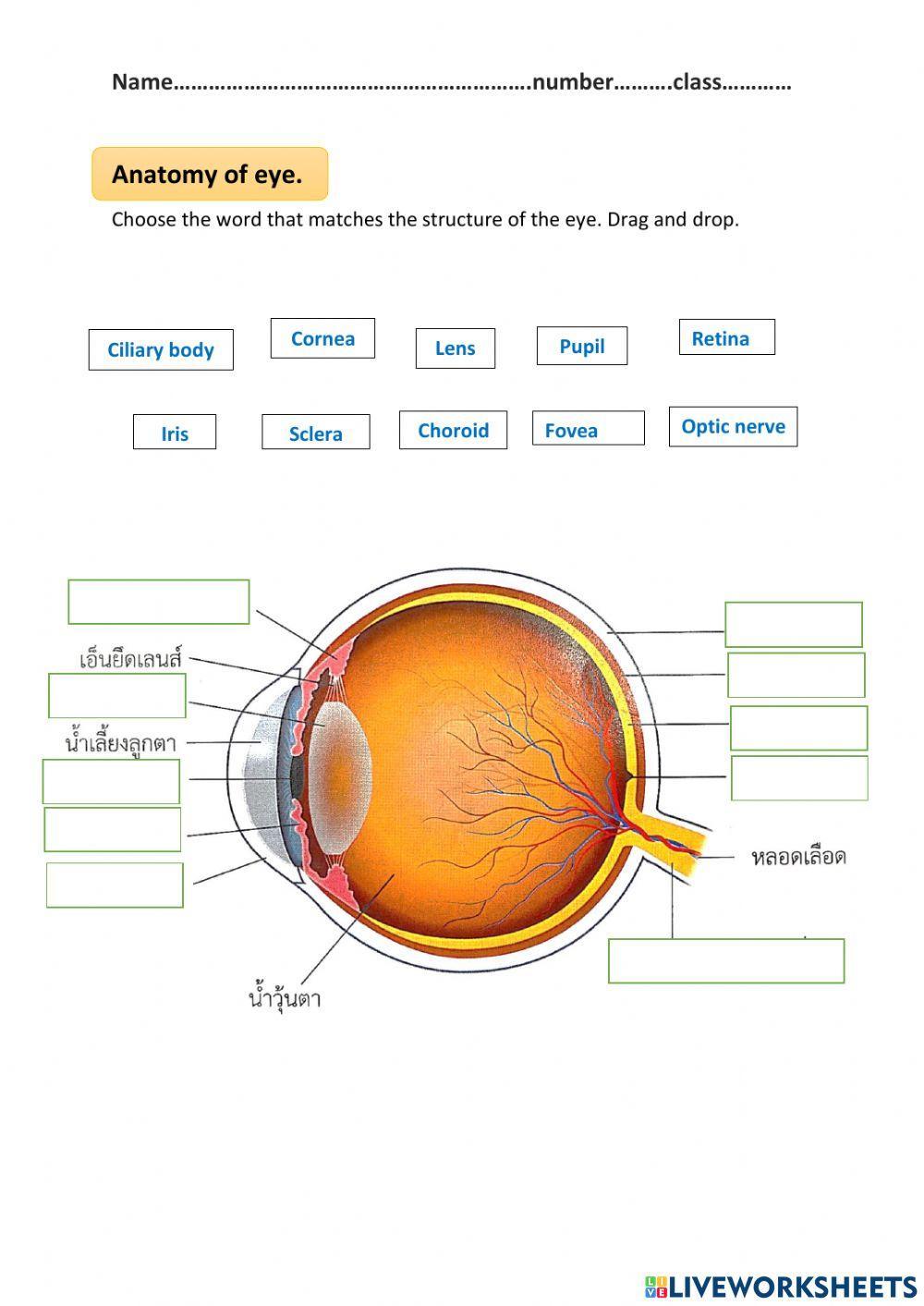 Anatomy of eye
