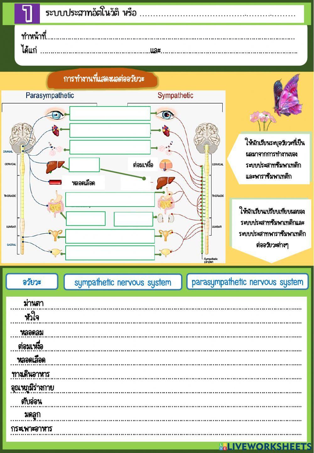 ระบบประสาทอัตโนวัติ