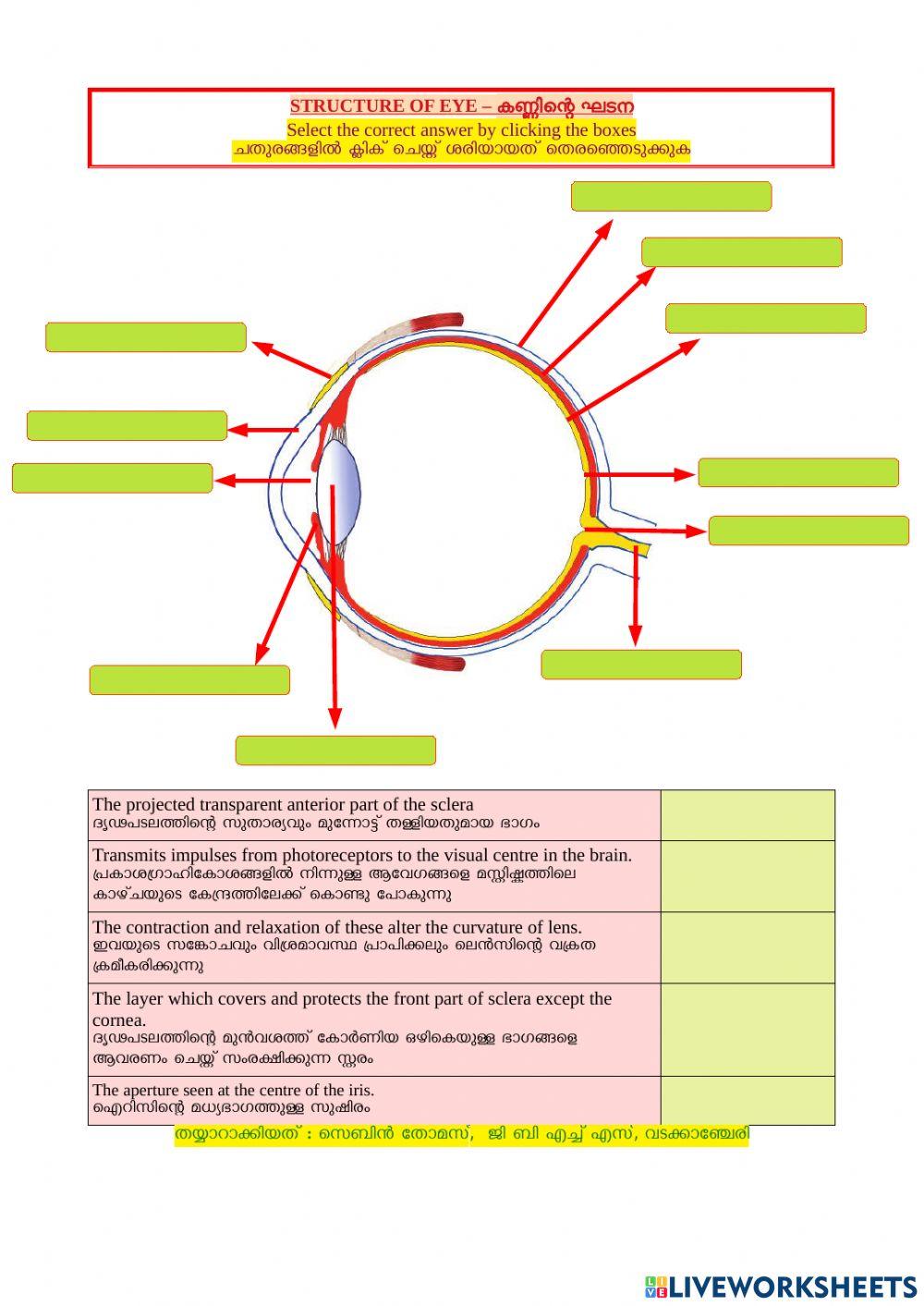 Structure of eye