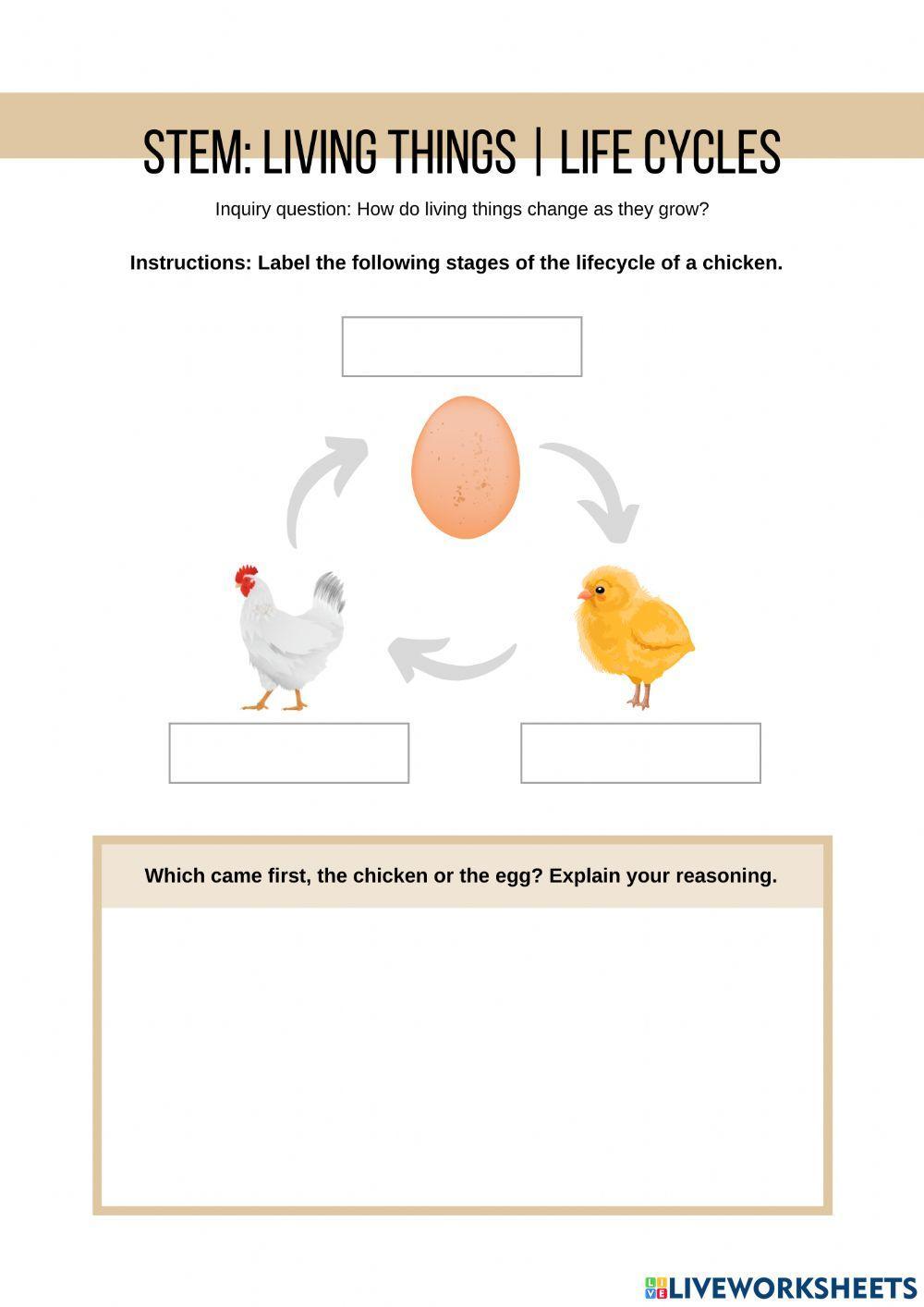 STEM: Living Things - Life cycles chicken