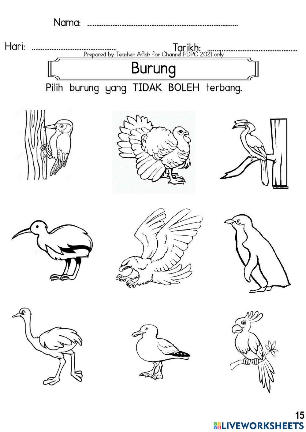 Burung