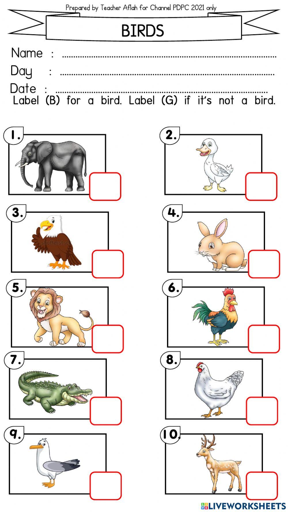 Bird exercise | Live Worksheets