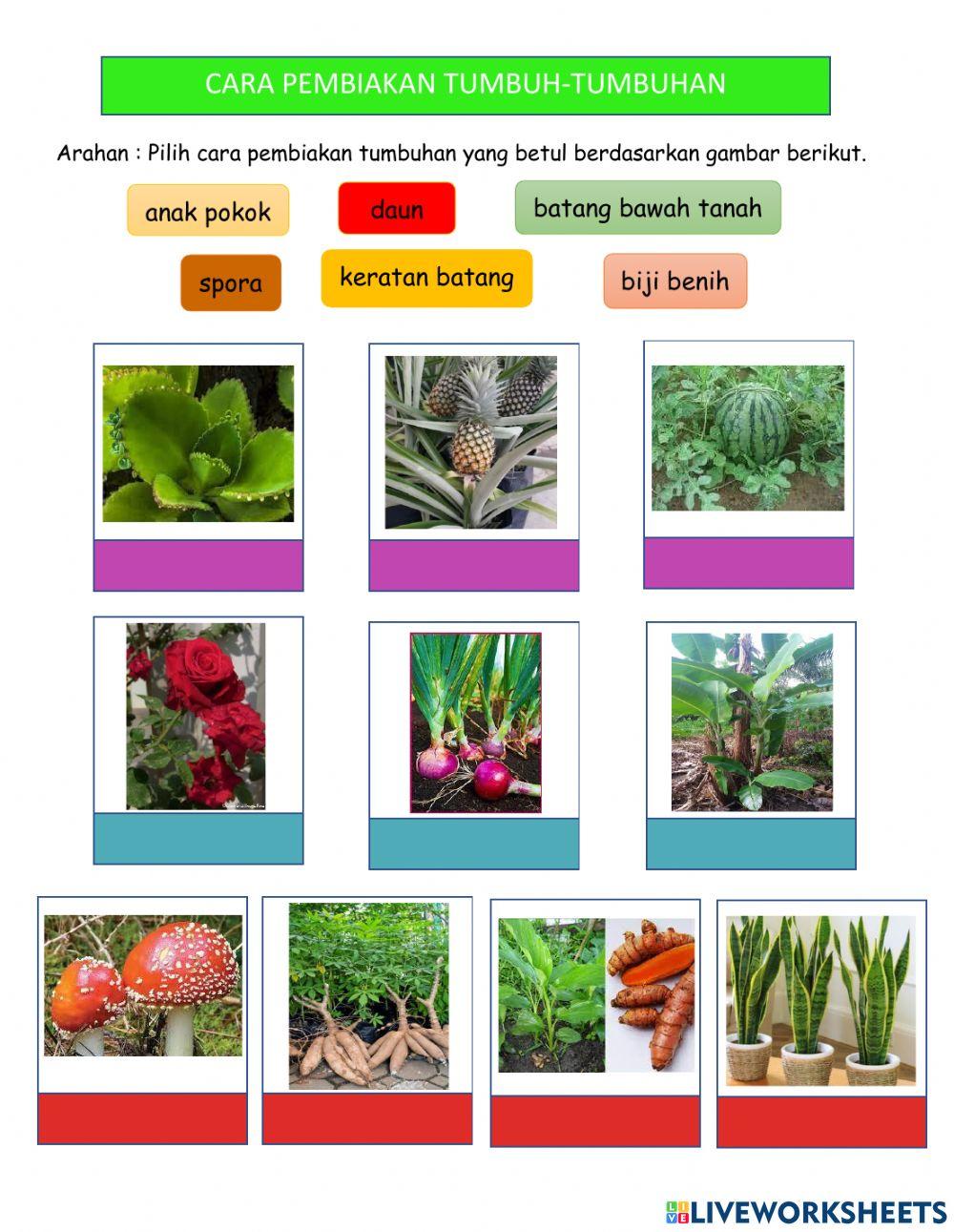 Cara Pembiakan Tumbuh-Tumbuhan