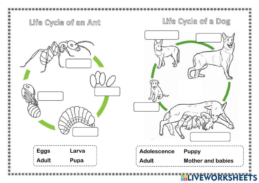 Life Cycle of Animals online exercise for | Live Worksheets