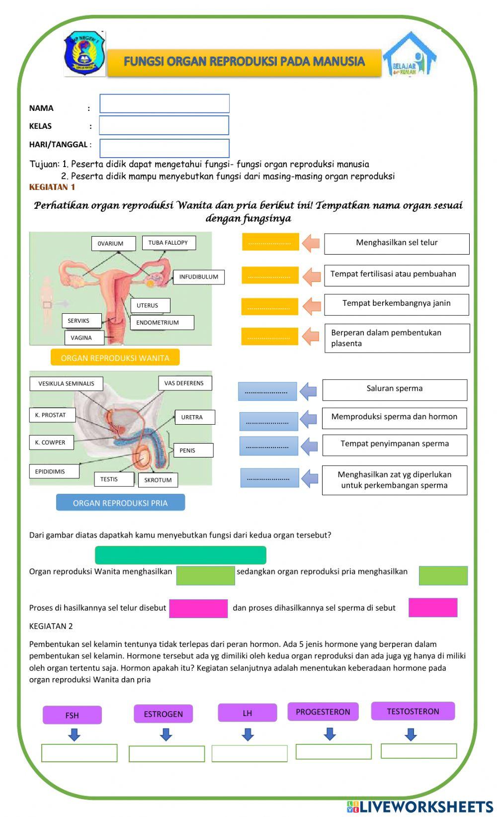 Fungsi organ reproduksi