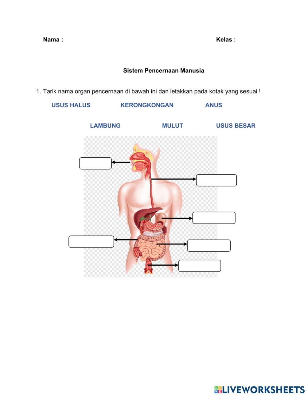 Human Digestive System
