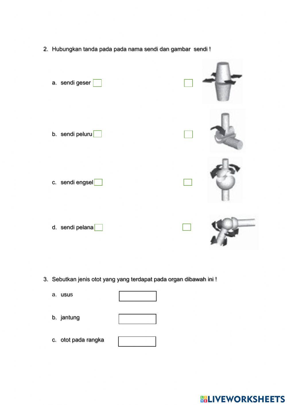 Sistem Gerak Manusia
