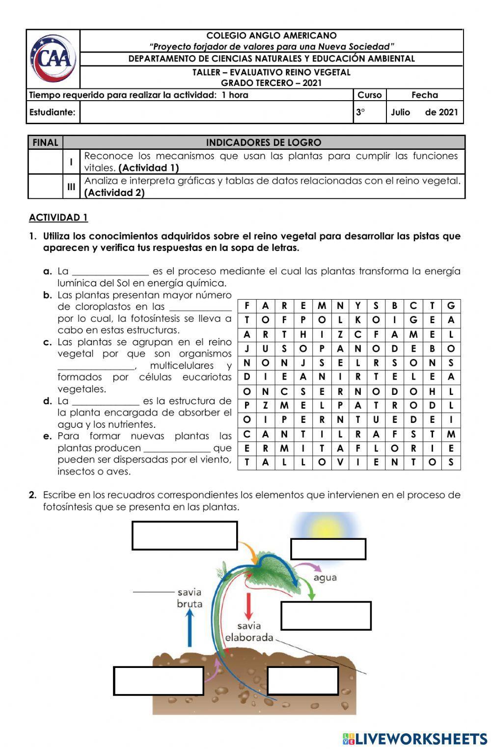 Características Reino Vegetal
