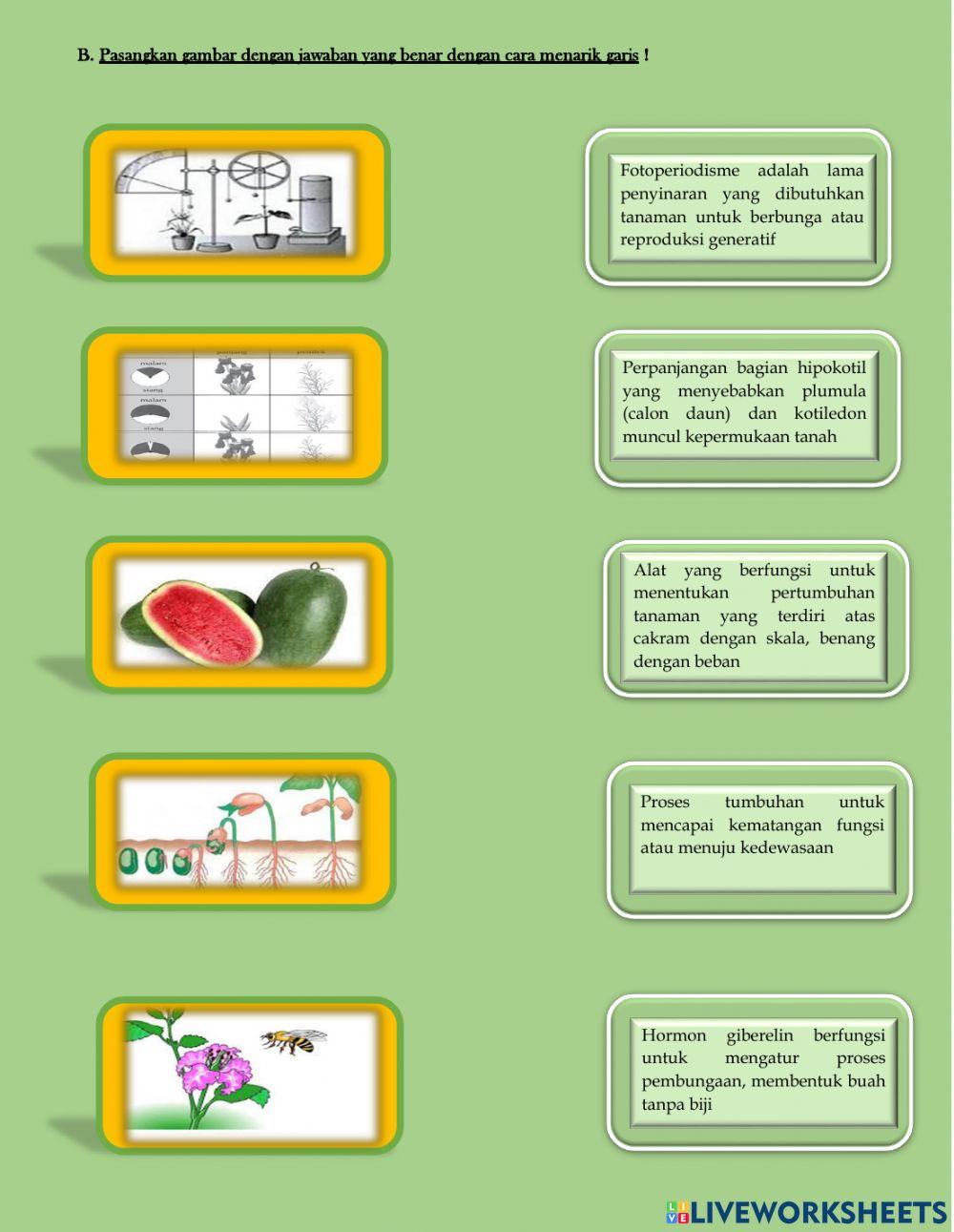 Ulangan Harian Pertumbuhan & perkembangan tanaman