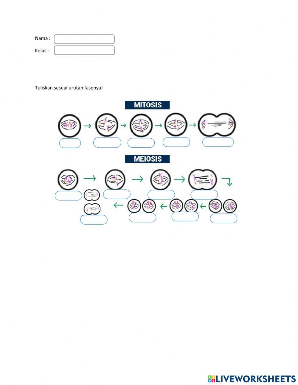sistem reproduksi manusia